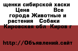 щенки сибирской хаски  › Цена ­ 10 000 - Все города Животные и растения » Собаки   . Кировская обл.,Киров г.